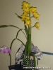 Exposição de Orquídeas 02/09/2011